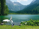 Schwan am Jägersee